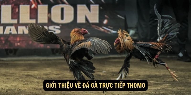 Tìm hiểu thêm về hình thức đá gà Thomo chất lượng